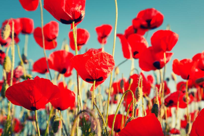 Poppies might be "natural," but last time I checked, opium's not great for you... Image: Thinkstock.