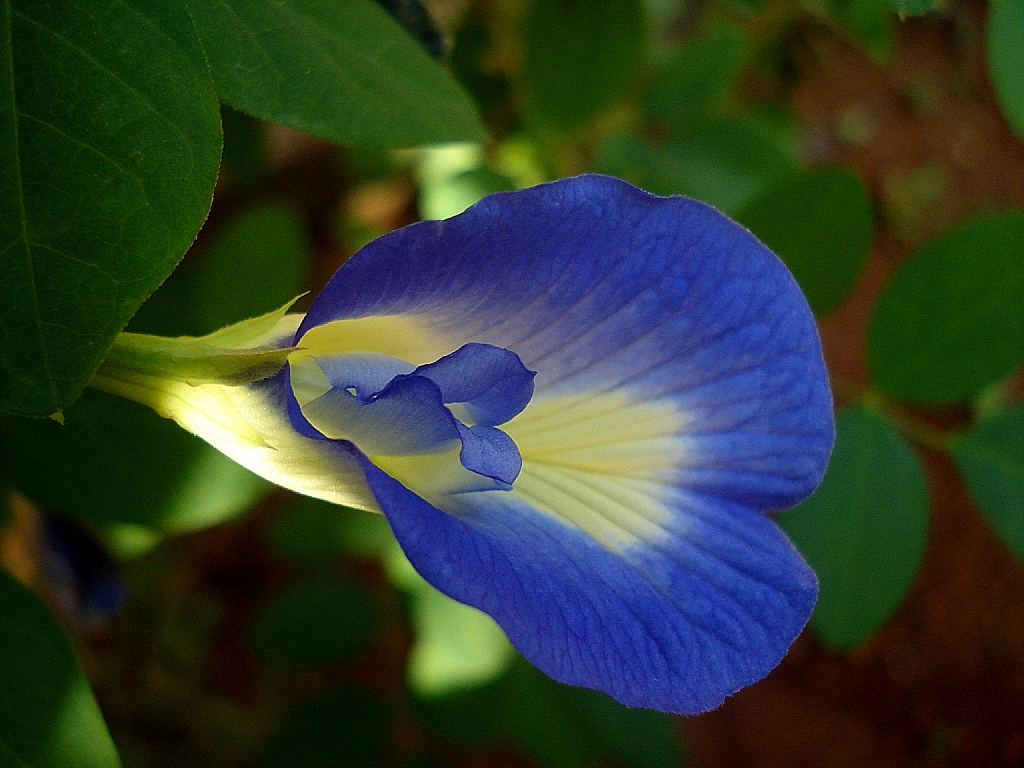 Clitoria ternatea. No, seriously. That's its name.