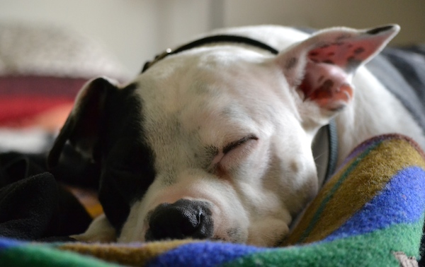 Johnny being adorable. Image: ASPCA.