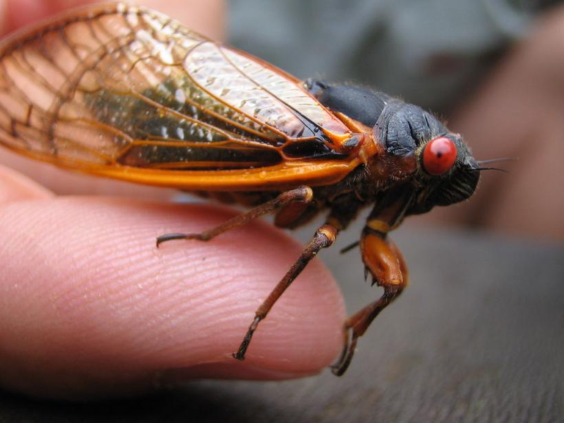 Cicadas hatched four years early. Are we entering the apocalypse?! (Image credit: By Bundschuh via Wikimedia Commons) Cicadas hatched four years early. Are we entering the apocalypse?! (Image credit: By Bundschuh via Wikimedia Commons)