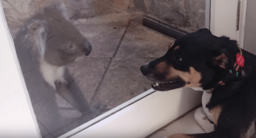 Celebrate the cuteness of koala + dog. (Image Credit: YouTube/Quashi) Celebrate the cuteness of koala + dog. (Image Credit: YouTube/Quashi)