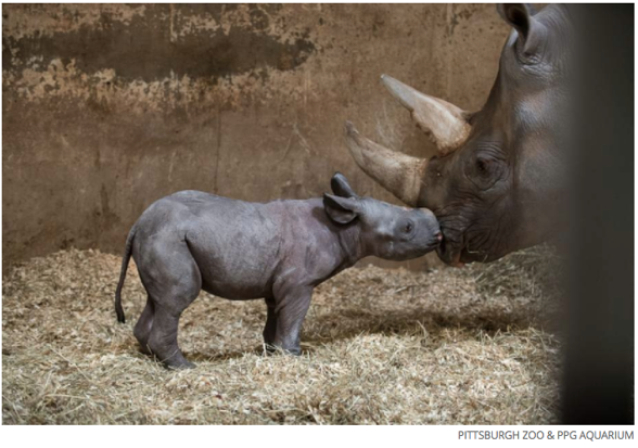 Oh yes, it's a baby rhino. You gotta feel some feels for this adorable little guy. Oh yes, it's a baby rhino. You gotta feel some feels for this adorable little guy.