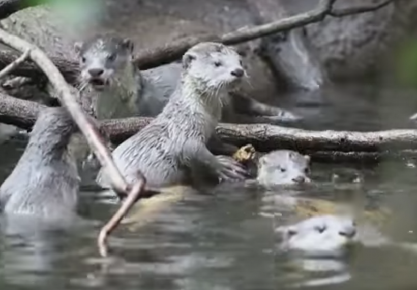 Otters are cute enough, but BABY OTTERS?!!! (Image Credit: YouTube/AP Archive) Otters are cute enough, but BABY OTTERS?!!! (Image Credit: YouTube/AP Archive)