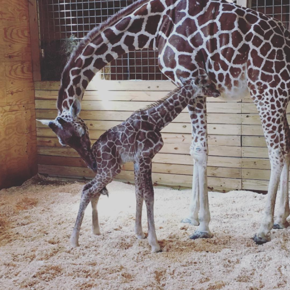 April, the mama giraffe, gave birth with a million people watching live. (Image Credit: Instagram/animaladventurepark)