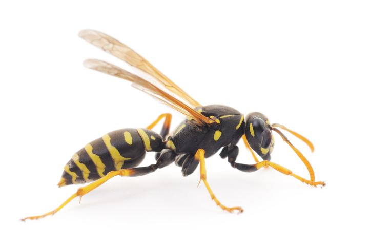 No one needs wasp poop balls in their vagina, okay? Okay. No one needs wasp poop balls in their vagina, okay? Okay.