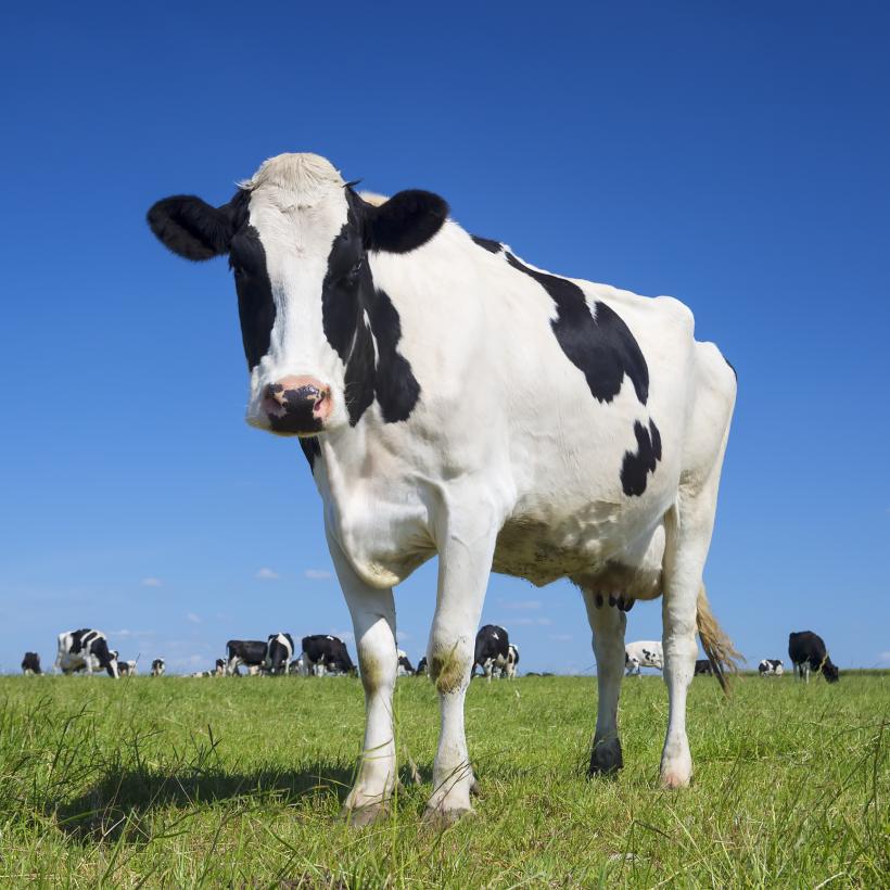 Dairy is good for you, but it depends, on you, and on the dairy... and no, it's not complicated at all. Dairy is good for you, but it depends, on you, and on the dairy... and no, it's not complicated at all.