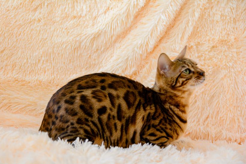 I MEAN, COME ON. This is not a cat, this is a masterpiece. I MEAN, COME ON. This is not a cat, this is a masterpiece.