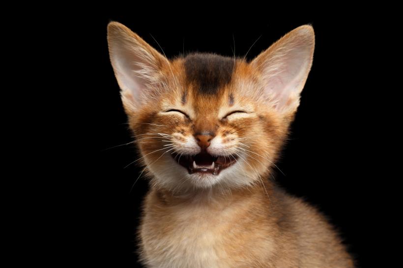 It’s time for you to get a new kitty to add to your household: check with your local shelter or rescue organization! It’s time for you to get a new kitty to add to your household: check with your local shelter or rescue organization!