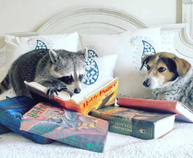 Image courtesy of Pumpkin the Raccoon. Thanks for the spoiler, Pumpkin. >:( Image courtesy of Pumpkin the Raccoon. Thanks for the spoiler, Pumpkin. >:(
