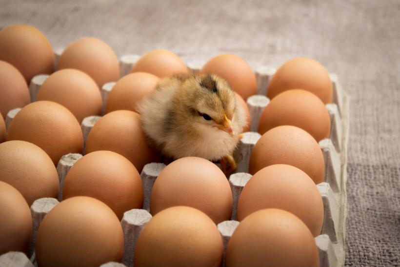 "Hatch baby"? Image: Thinkstock.