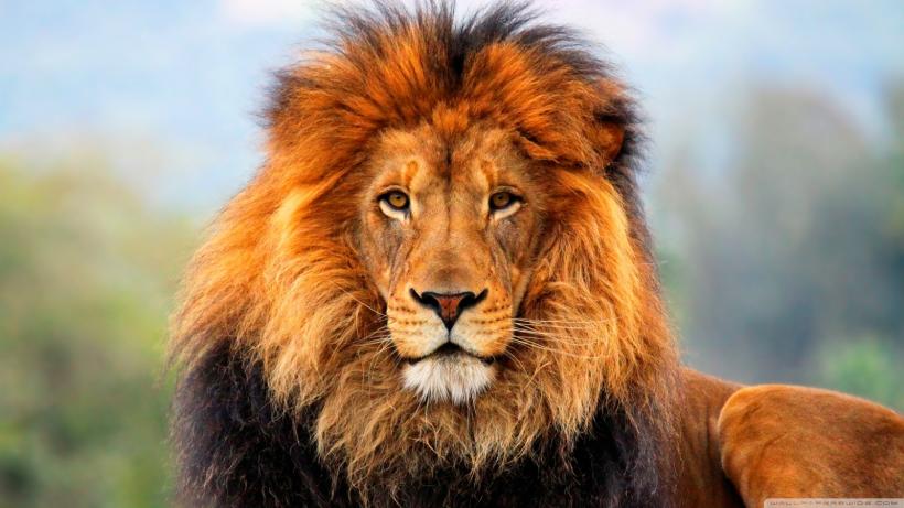 It's not a female lion but LOOK It's not a female lion but LOOK