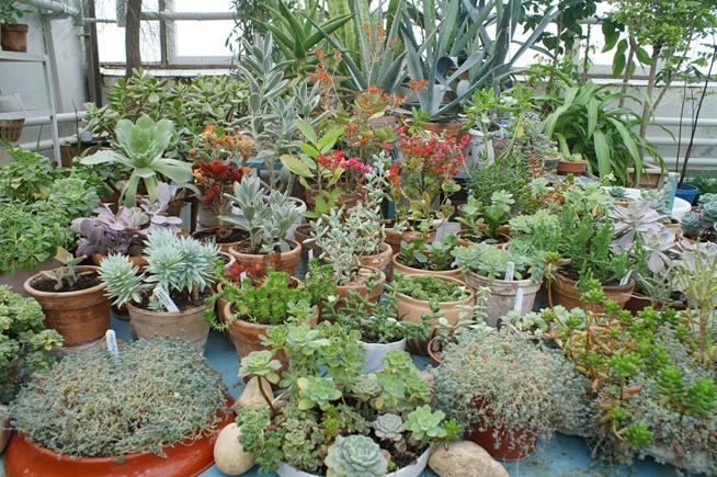 Succulents galore! Image: <a href="https://upload.wikimedia.org/wikipedia/commons/7/7e/5-bio-bsu-botany.jpg">Wikipedia</a> Succulents galore! Image: <a href="https://upload.wikimedia.org/wikipedia/commons/7/7e/5-bio-bsu-botany.jpg">Wikipedia</a>