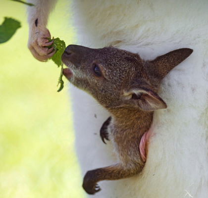 FYI: Female Kangaroos Have Three Vaginas | Ravishly