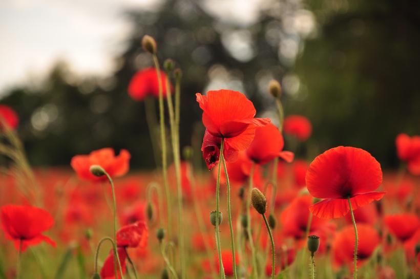 April is the cruelest month.            Courtesy of Thinkstock