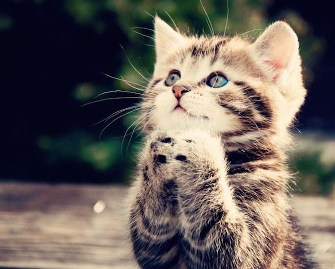 Humans cannot become cats. Bummer. Humans cannot become cats. Bummer.