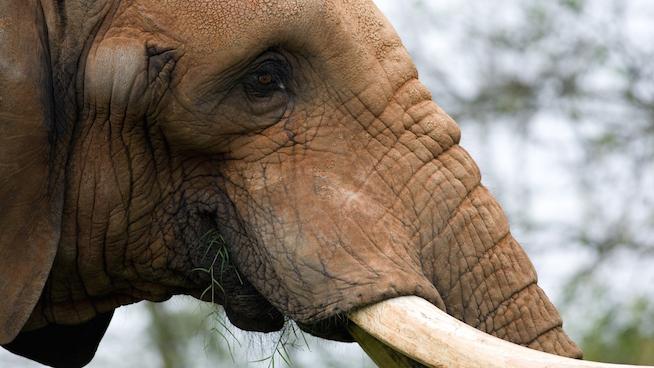 Do elephants need Botox?