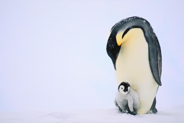 Wimpy emporer penguins have nothing on their ice age brethren (Credit: ThinkStock)