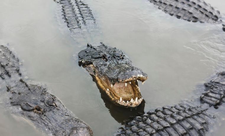 In Florida, you can sell this for beer! (Credit: ThinkStock) In Florida, you can sell this for beer! (Credit: ThinkStock)