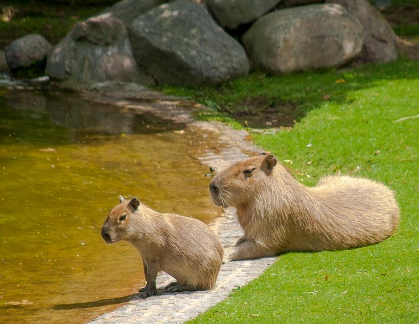 "Capybaras are the world’s largest rodents and they look sort of like jumbo-sized guinea pigs."