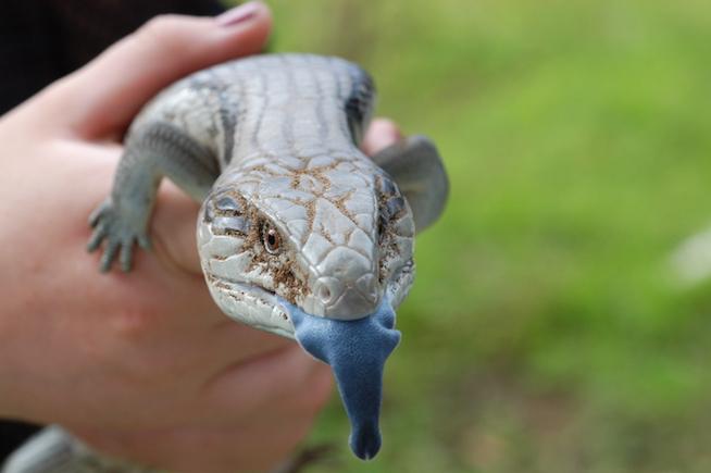 No way this cute lil guy is Team Ted! His tongue is blue. Dead giveaway. No way this cute lil guy is Team Ted! His tongue is blue. Dead giveaway.