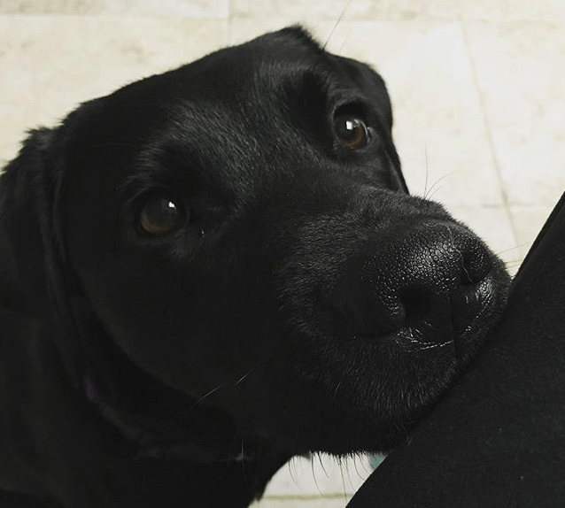 "Dogs, as we all know, are awesome." Image: Instagram.com, early_alert_canines "Dogs, as we all know, are awesome." Image: Instagram.com, early_alert_canines