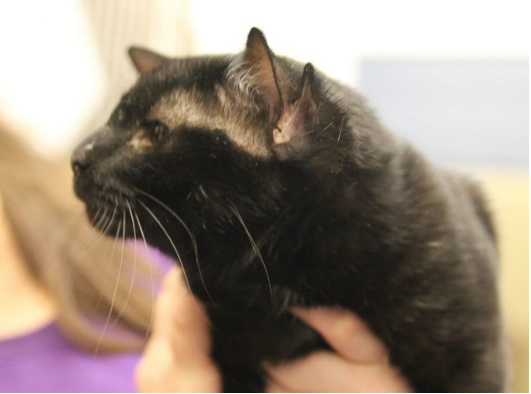 "By the time he got the all-clear from the vet to be adopted, there was a waiting list of people wanting to take him home." Image: Huffington Post "By the time he got the all-clear from the vet to be adopted, there was a waiting list of people wanting to take him home." Image: Huffington Post
