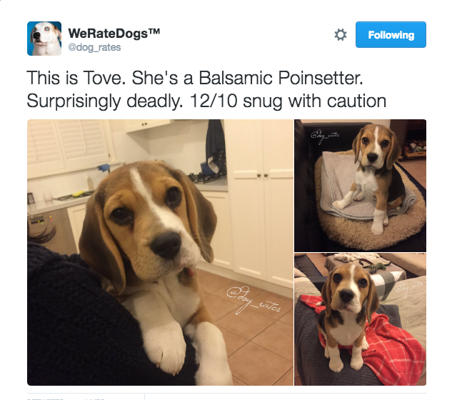 image courtesy of WeRateDogs Twiiter account image courtesy of WeRateDogs Twiiter account