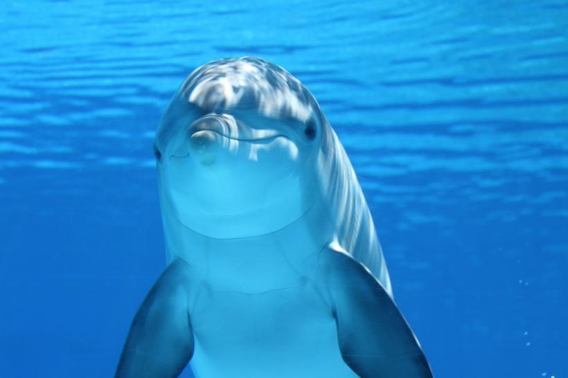 Image: Pixabay, Claudia14 Image: Pixabay, Claudia14