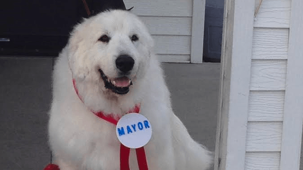 "Duke first won office three years ago when he was elected as a joke. But it turns out he’s so beloved by the townspeople that they have re-elected him twice now!" Image: www.wday.com "Duke first won office three years ago when he was elected as a joke. But it turns out he’s so beloved by the townspeople that they have re-elected him twice now!" Image: www.wday.com