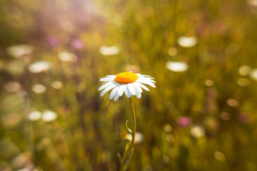 So many times in life, Daisy grew through the cracks, through what seemed like impossible obstacles. So many times in life, Daisy grew through the cracks, through what seemed like impossible obstacles.