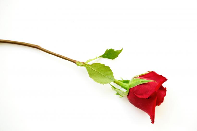 My first time trying out for The Bachelor, I really wanted to get on the show to find love. My first time trying out for The Bachelor, I really wanted to get on the show to find love.