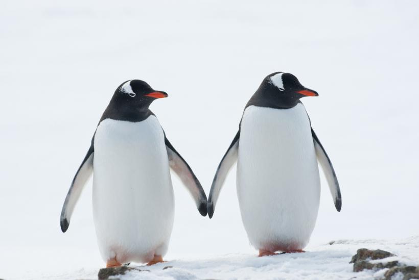 Magic and Sphen formed a bond before the 2018 mating season. Magic and Sphen formed a bond before the 2018 mating season.