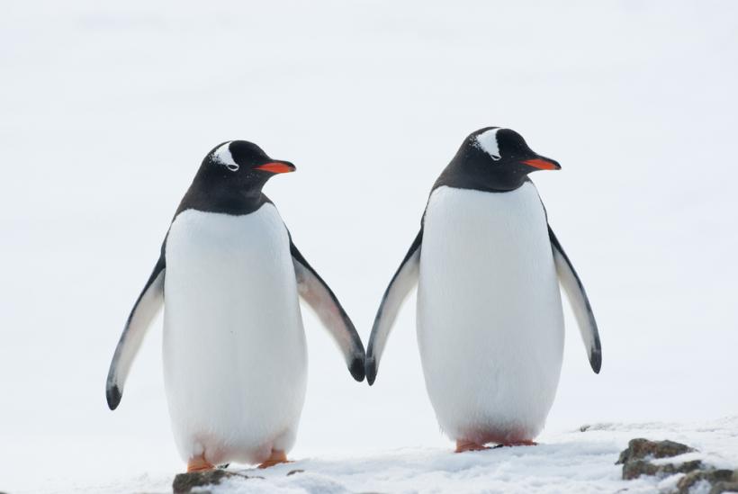 Magic and Sphen formed a bond before the 2018 mating season.