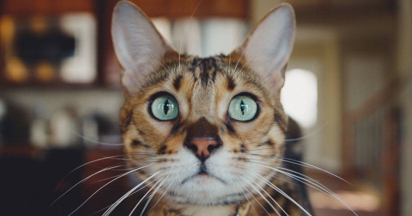 Photo by Caleb Woods on Unsplash Photo by Caleb Woods on Unsplash