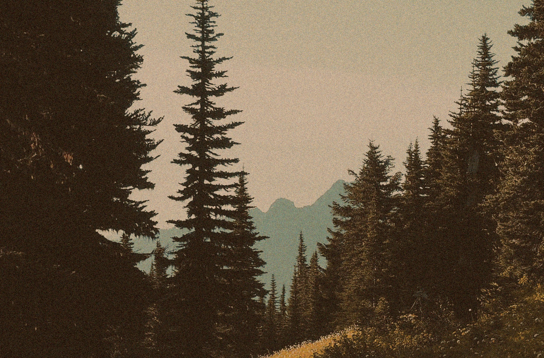 Tracing the Desire Line by Melissa Matthewson