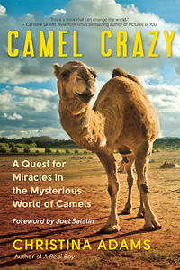 Camel Crazy