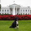 Bo admits he will miss the White House.