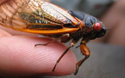 Cicadas hatched four years early. Are we entering the apocalypse?! (Image credit: By Bundschuh via Wikimedia Commons)