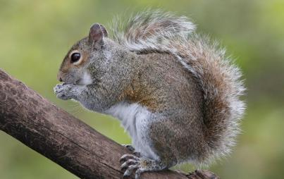 This squirrel survived an alligator encounter, so there's hope everyone. (Image Credit: By BirdPhotos.com - BirdPhotos.com via Wikimedia Commons)