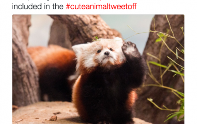 You need this in your life: #cuteanimaltweetoff. (Image Credit: Twitter/@DenverZoo)