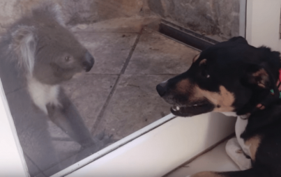 Celebrate the cuteness of koala + dog. (Image Credit: YouTube/Quashi)