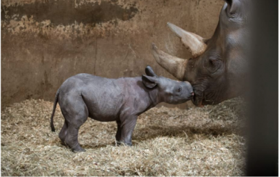 Oh yes, it's a baby rhino. You gotta feel some feels for this adorable little guy. 