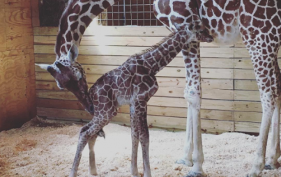 April, the mama giraffe, gave birth with a million people watching live. (Image Credit: Instagram/animaladventurepark)