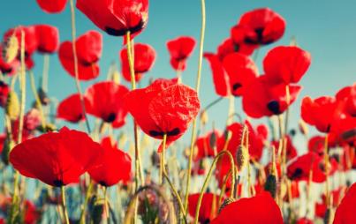 Poppies might be "natural," but last time I checked, opium's not great for you... Image: Thinkstock.