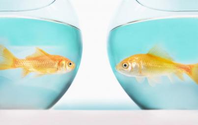 I went to the pet store, peered into some glass bowls, found a reasonable facsimile of the original fish, and voila: Boonga Two-nga. Image: Thinkstock.