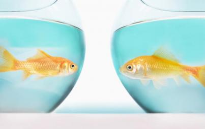 I went to the pet store, peered into some glass bowls, found a reasonable facsimile of the original fish, and voila: Boonga Two-nga. Image: Thinkstock.