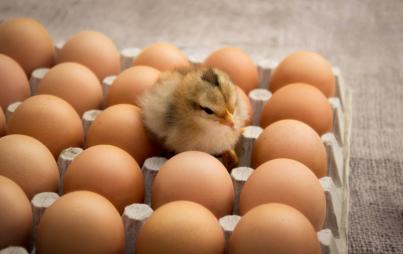 "Hatch baby"? Image: Thinkstock.