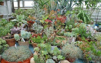 Succulents galore! Image: <a href="https://upload.wikimedia.org/wikipedia/commons/7/7e/5-bio-bsu-botany.jpg">Wikipedia</a>