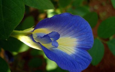 Clitoria ternatea