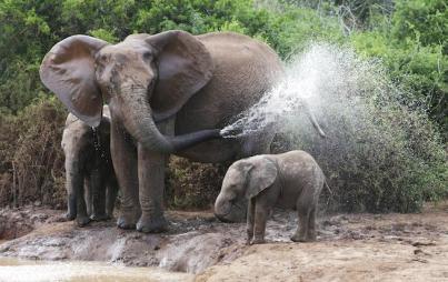 Happy elephant momma and baby.